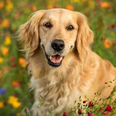 Tiere Hintergrundbild