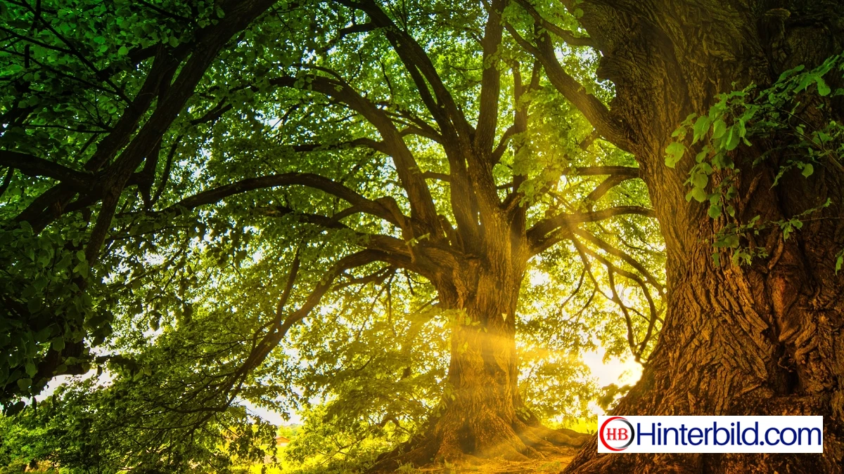 Alte Bäume im Wald - Hintergrundbild