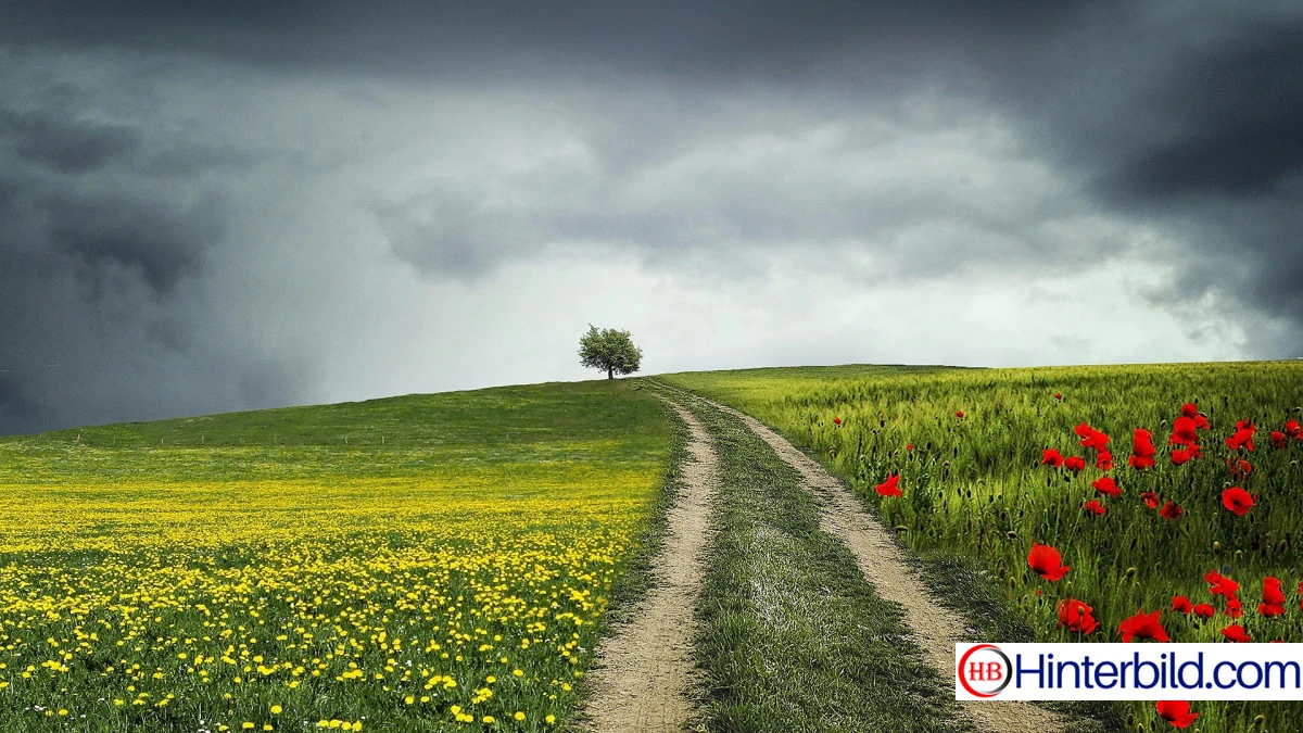 Blumenbedeckter Weg im Frühling - Hintergrundbild