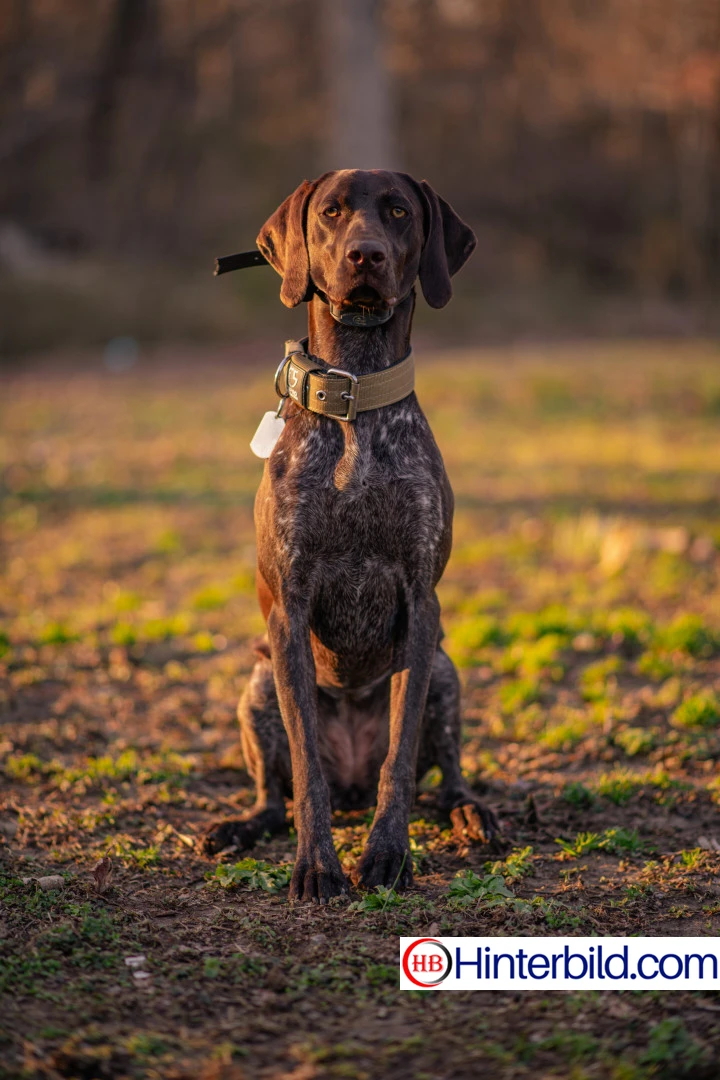 Deutsch Kurzhaar, Zeiger Hund - Hintergrundbild