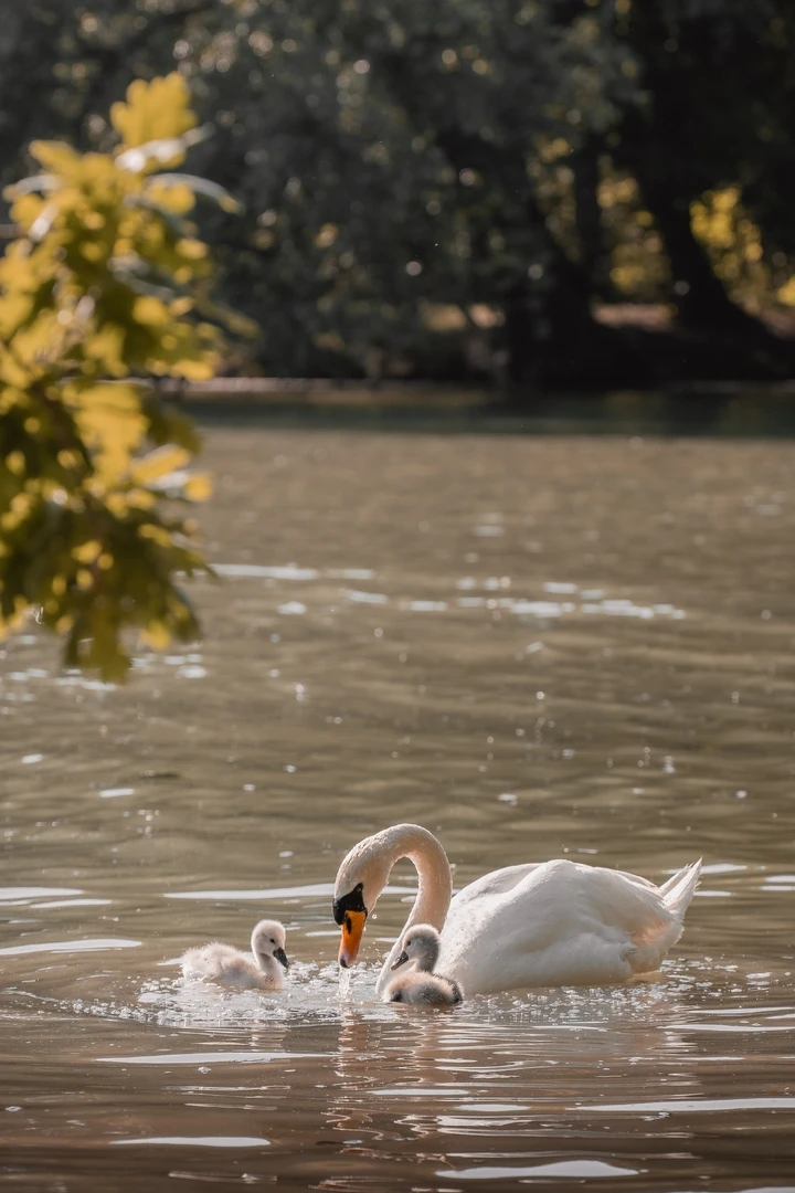 Eleganter Schwan auf dem See in iPhone Hintergrundbilder - Hintergrundbild