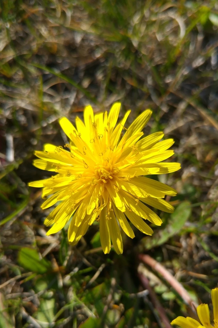 Gelbe Blume Wallpaper in 4K – Kostenlos für iPhone & Android herunterladen - Hintergrundbild