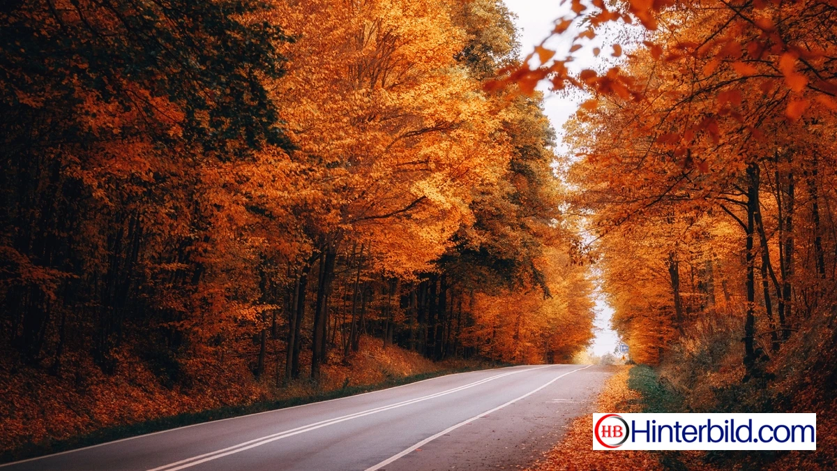 Herbstlicher Waldweg