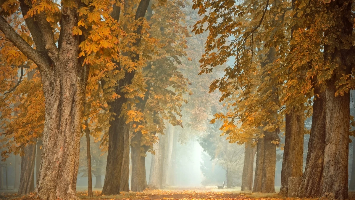 Herbstlicher Waldweg mit goldenen Blättern – HD & 4K Kostenloses Hintergrundbild - Hintergrundbild