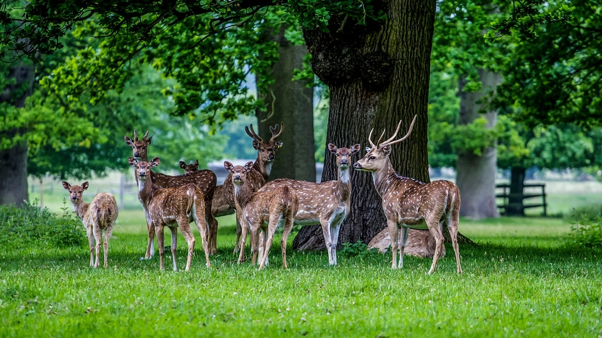 Hirsch, Damhirschkuh, Bock - Hintergrundbild