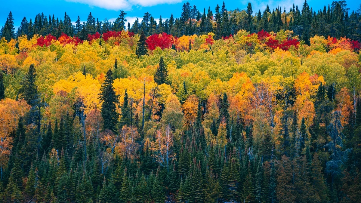 Idyllischer Wald mit See und Bäumen – Kostenloses HD & 4K Hintergrundbild