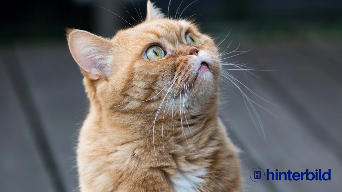 Katze, Britisch kurzhaar, Katzengesicht - Hintergrundbild