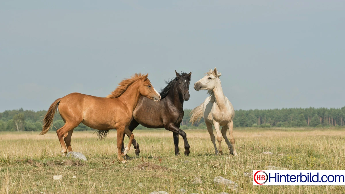 Kostenloses Bild von einem Pferd - Hintergrundbild