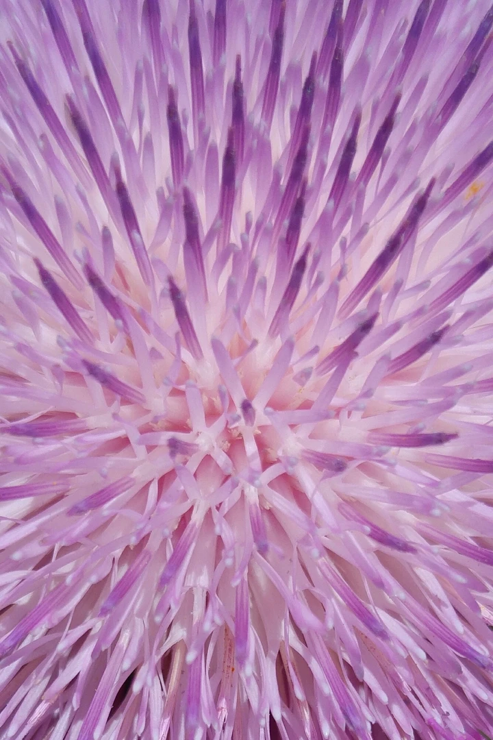 Lila iPhone Hintergrundbild – Minimalistisch & auffällig in 4K kostenlos - Hintergrundbild