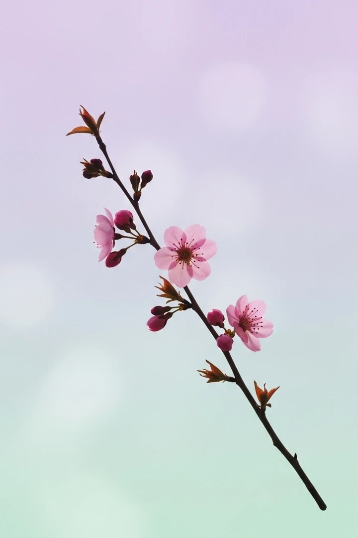 Minimalistische Blumen Hintergrundbilder - Hintergrundbild