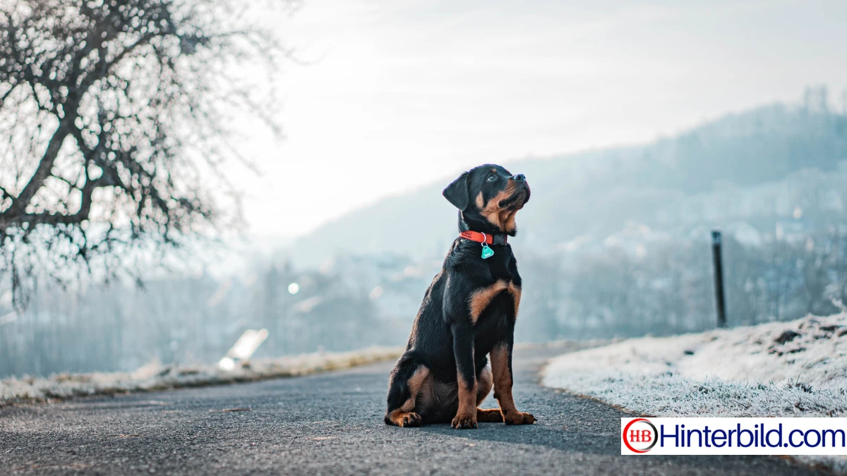 Rottweiler Hund - Hintergrundbild