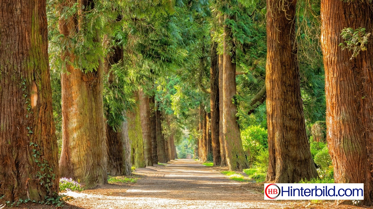 Schöne Waldbilder - Hintergrundbild