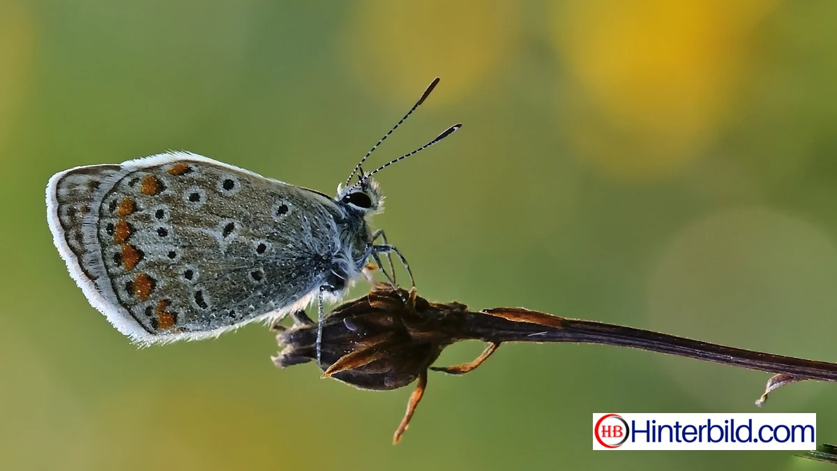 Schöner Schmetterling  - Hintergrundbild