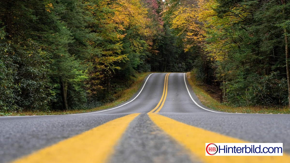 Weg im Wald  - Hintergrundbild