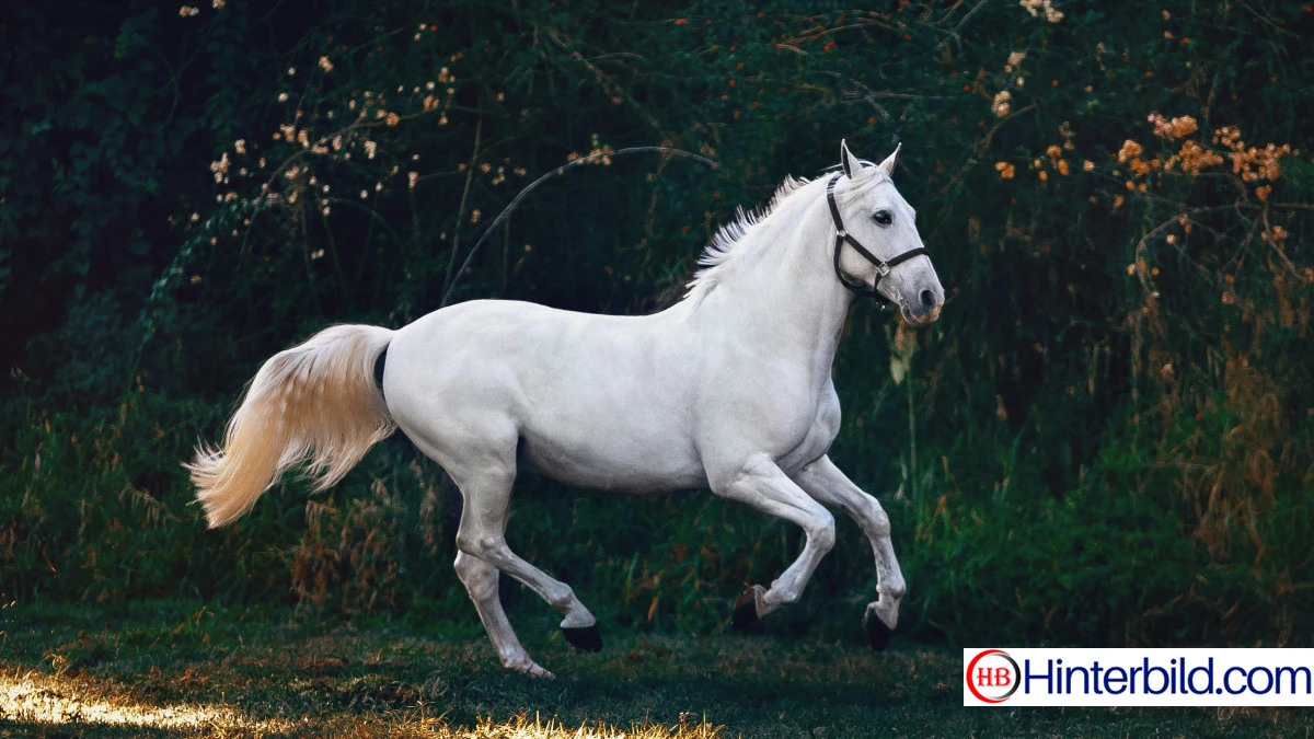 Weißes Pferd für PC