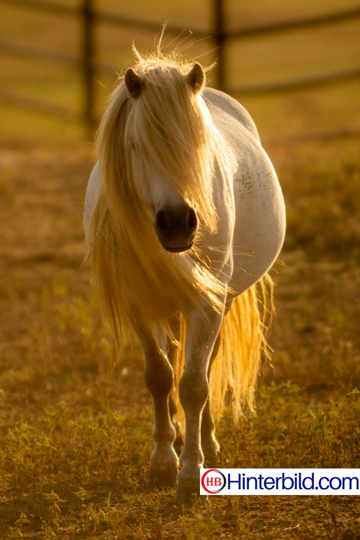 Weißes Pferd in der Natur - Hintergrundbild