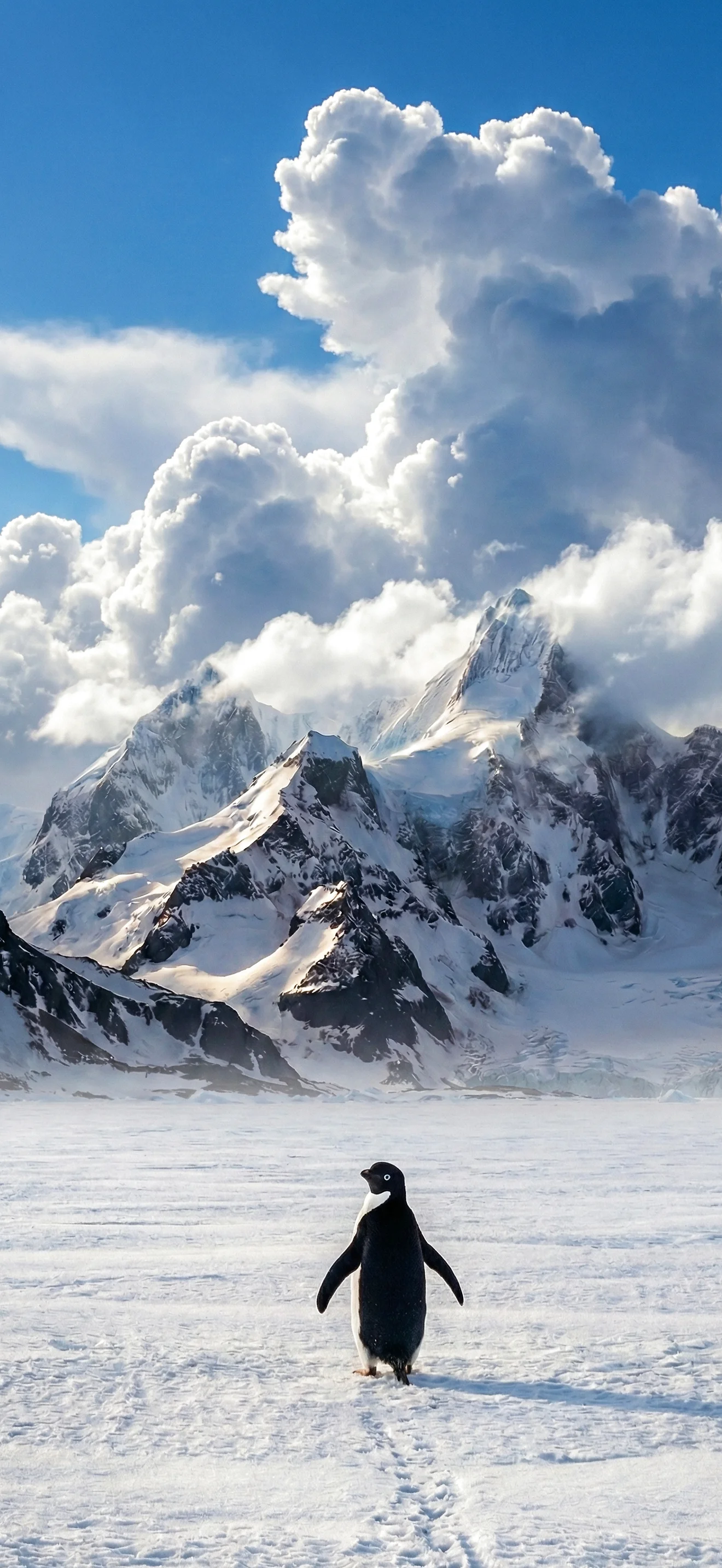 Ein einzelner Pinguin läuft auf einem riesigen Schneefeld in Richtung sonnenbeschienener, schneebedeckter Berge unter einem blau-weißen Wolkenhimmel in der Antarktis; eine lange Spur von Fußabdrücken ist im Schnee sichtbar.