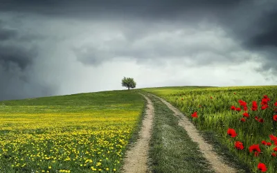 Blumenbedeckter Weg im Frühling