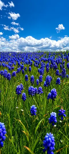 Blaue Blumenwiese unter klarem Himmel in lebendiger blumen hintergrundbilder Naturkulisse in 4K.