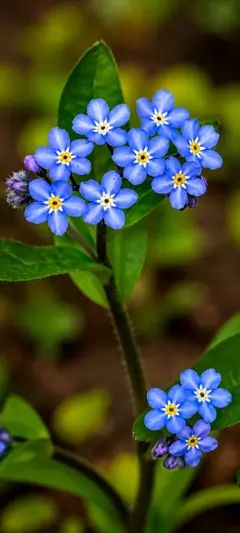 Leuchtende blaue Vergissmeinnicht-Blumen mit natürlichem Bokeh-Hintergrund als ästhetisches Handy Wallpaper.