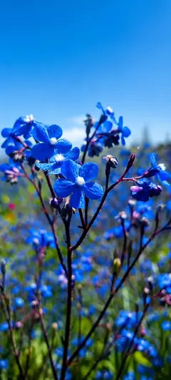 Leuchtende blaue Wildblumen auf einer sommerlichen Wiese unter klarem Himmel als ästhetisches Handy Hintergrundbild.