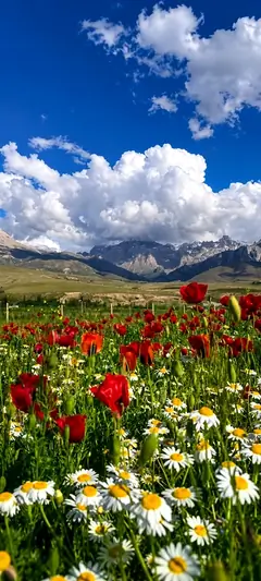 Bunte Blumenwiese mit roten Mohnblumen vor Bergen und blauem Himmel in lebendiger blumen hintergrundbilder Naturkulisse in 4K.