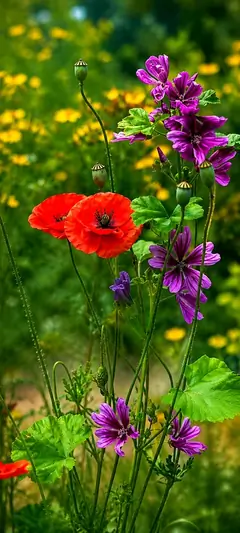 Rote und violette Wildblumen auf einer sommerlichen Wiese als ästhetisches Blumen Wallpaper für Smartphones.