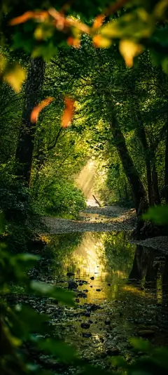 Grüner Wald mit kleinem Bach, Sonnenstrahlen, dichter Natur und Spiegelung im Wasser als vertikales Handy Wallpaper