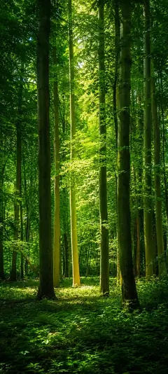 Grüner dichter Wald mit hohen Bäumen, Sonnenstrahlen und moosigem Waldboden als vertikales Handy Wallpaper