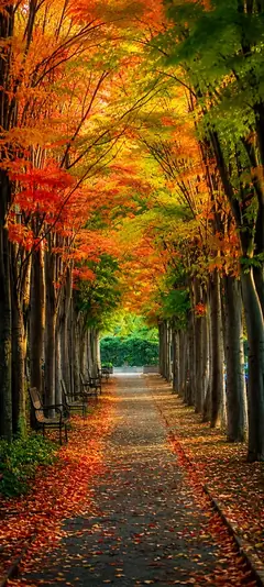 Bunte Herbstallee mit hohen Bäumen, orangefarbenem Laub und ruhigem Spazierweg als vertikales 4K Handy Wallpaper