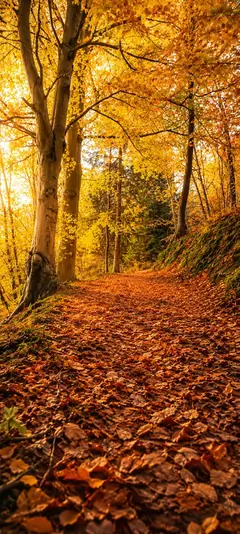 Goldener Herbstwald mit Laub bedecktem Waldweg, hohen Bäumen und warmem Sonnenlicht als vertikales Handy Wallpaper