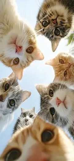 iPhone 16 Hintergrundbild Katzen