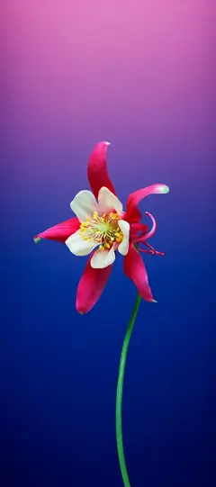 Rote und weiße Blume auf blau-pinkem Hintergrund als minimal iPhone Hintergrundbild in 4K