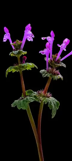 Zarte lila Wildblumen vor schwarzem Hintergrund als minimalistisches Blumen Wallpaper für Smartphones.