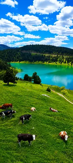 Türkisblauer Bergsee mit grünen Wäldern und spiegelndem Wasser in friedlicher natur wallpaper Atmosphäre in 4K.
