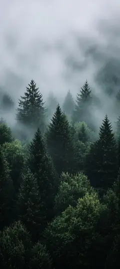 dunkler nebelwald mit tannen als natur hintergrundbilder und kostenlose hintergrundbilder 4k für iphone.