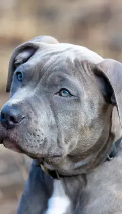 Pitbull Hund