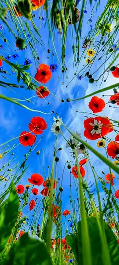 Rote Blumen unter blauem Himmel in lebendiger blumen hintergrundbilder Sommerlandschaft in 4K.