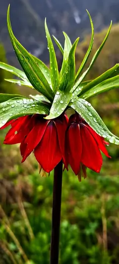 Rote Blume mit Wassertropfen und grünen Blättern in detailreicher blumen hintergrundbilder Makroaufnahme in 4K.