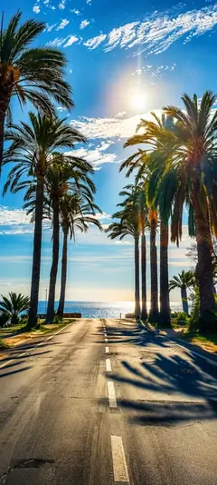 palmenallee unter blauem himmel als sommer hintergrundbilder und kostenlose hintergrundbilder 4k für iphone.