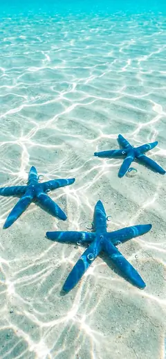Vertikales Handy-Hintergrundbild: Drei blaue Seesterne liegen auf hellem Sandboden unter kristallklarem, türkisfarbenem Meerwasser mit tanzenden Sonnenreflexionen.