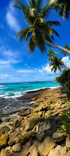 tropischer strand mit palmen und türkisblauem meer als sommer hintergrundbilder und kostenlose hintergrundbilder 4k für iphone.