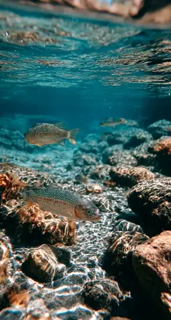 Fische im klaren Wasser über steinigem Meeresboden als iPhone Hintergrundbild