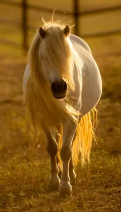 Weißes Pferd in der Natur