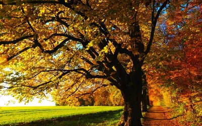 Herbstliche Bäume mit bunten Blättern – HD & 4K Kostenloses Hintergrundbild