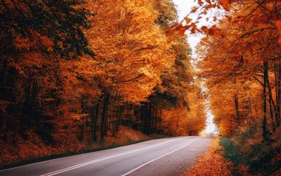 Herbstlicher Waldweg