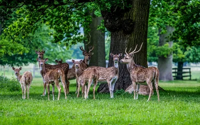 Hirsch, Damhirschkuh, Bock