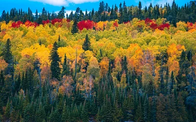 Idyllischer Wald mit See und Bäumen – Kostenloses HD & 4K Hintergrundbild