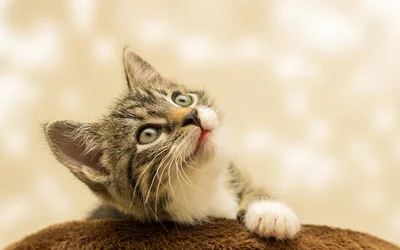  Kätzchen, Katze, Haustier