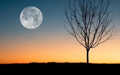 Magische Nacht mit Vollmond und Silhouetten von Bäumen